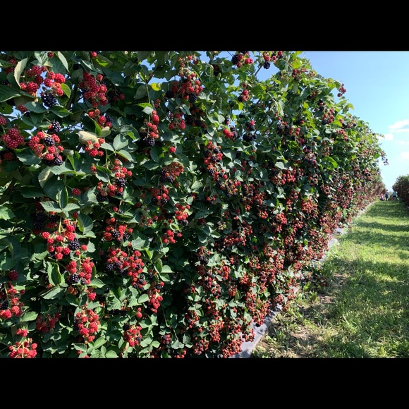 Meet your Posher, Jennifer - Picture 1 of 1